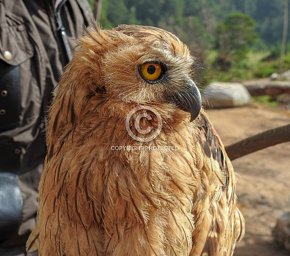 Buffy Fish Owl