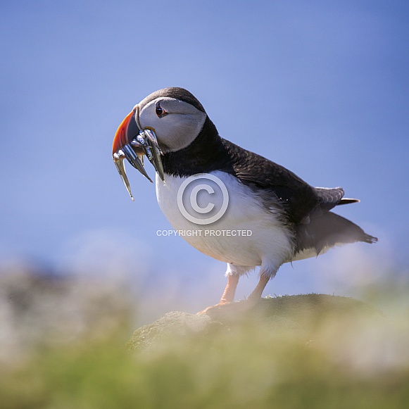 Atlantic Puffin