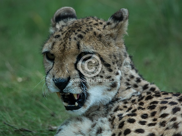 Cheetah