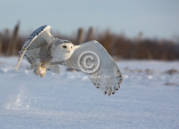Female Snowy Owl Taking Off