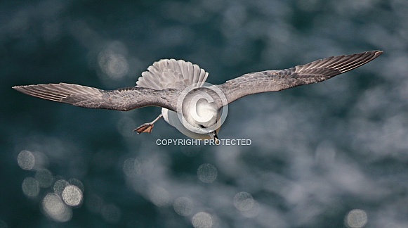 Fulmar