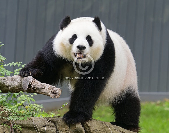 Giant Pandas