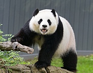 Giant Pandas