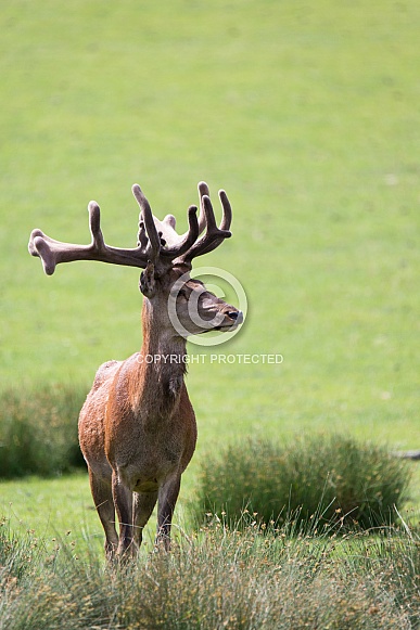 Red deer Red deer