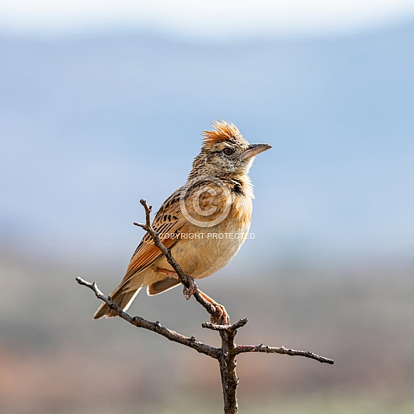 Rufous-naped Lark Rufous-naped Lark