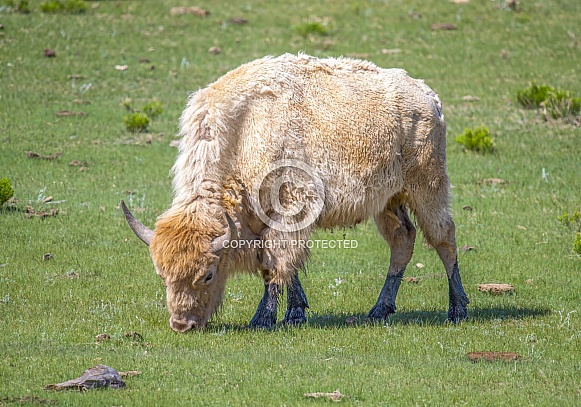 White Bison