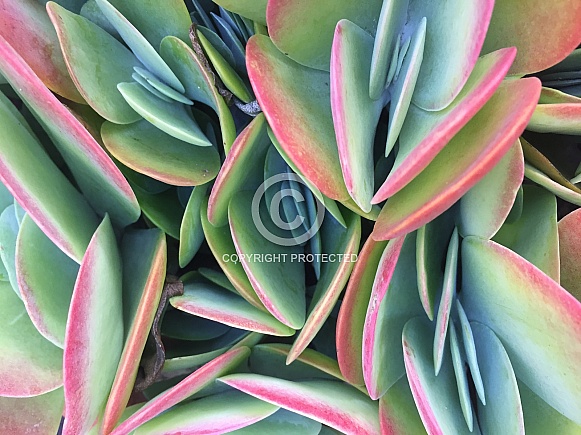 Beautiful Succulent Beautiful Succulent