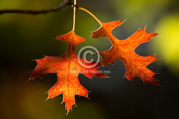 Autumn leaves backlit.