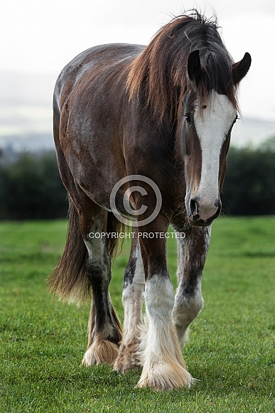 Shire Horse Shire Horse