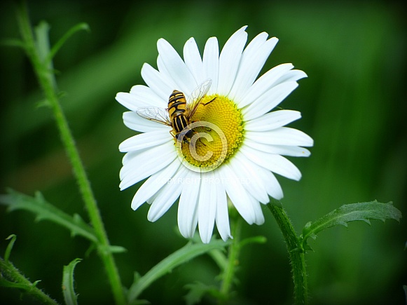 Helophilus pendulus (Hoverfly)