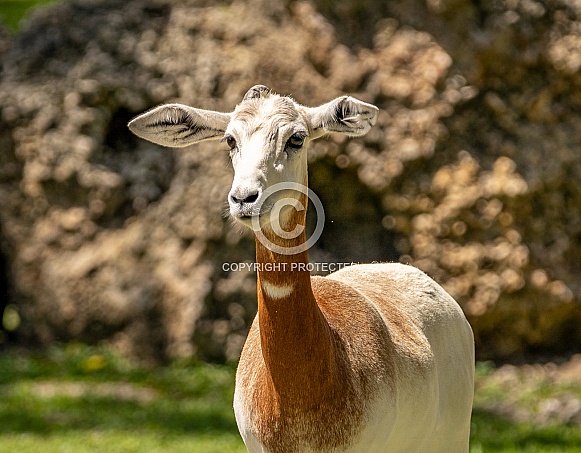 Addra Gazelle Addra Gazelle
