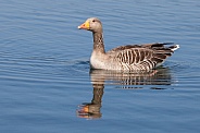 Greylag Goose,