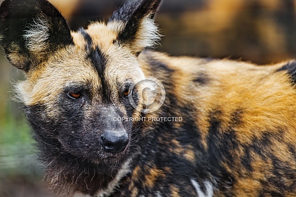 African wild dog
