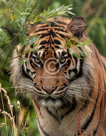 Sumatran Tiger Looking Through Plants