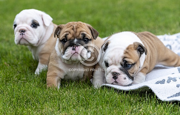 Three bulldog puppies on the grass Three bulldog puppies on the grass