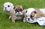 Three bulldog puppies on the grass