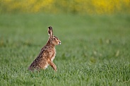 Hare