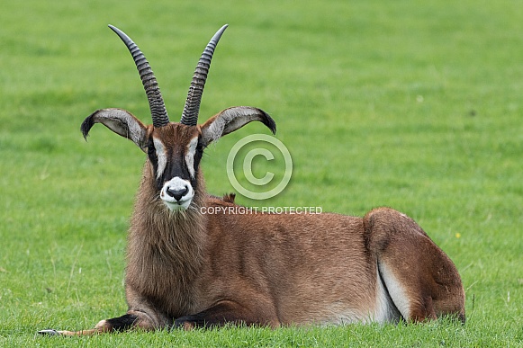 Roan Antelope Lying Down