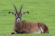 Roan Antelope Lying Down