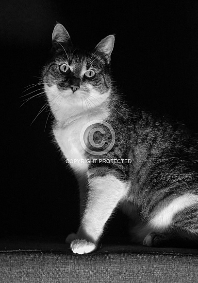 Mystery Cat Mystery Cat