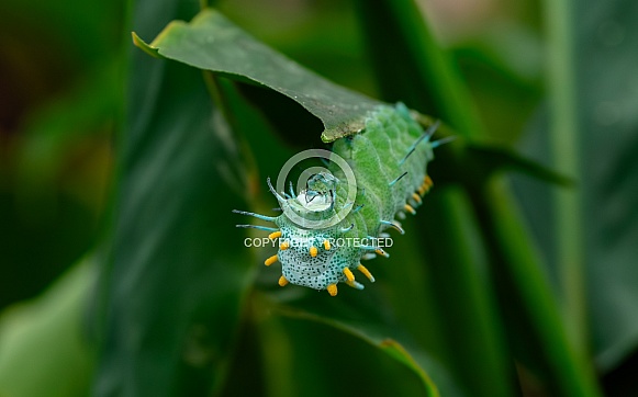 The caterpillar of the Atlas moth The caterpillar of the Atlas moth
