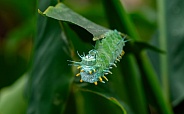The caterpillar of the Atlas moth