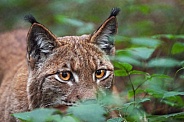 Lynx in vegetation