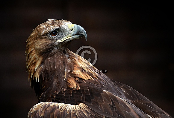 Golden Eagle Golden Eagle