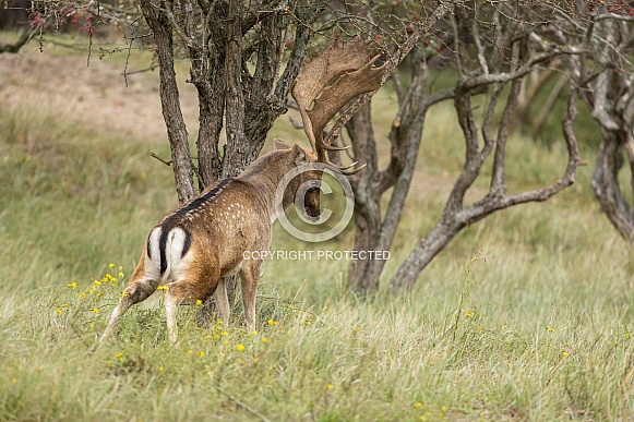 Fallow Deer