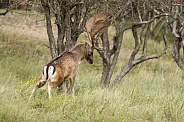 Fallow Deer