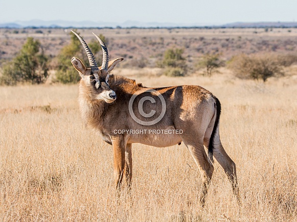 Roan Antelope