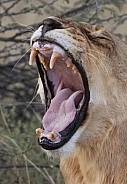 Lioness with very worn teeth - Botswana