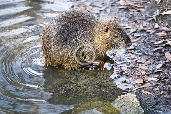 Coypu or Nutria Rat Coypu or Nutria Rat