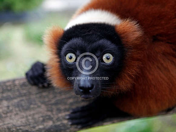 Red Lemur (Varecia rubra) Red Lemur (Varecia rubra)