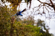 Hyacinth macaw in the nature habitat
