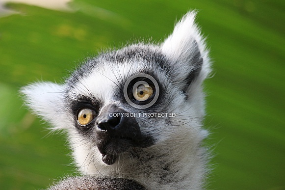 Ring-tailed lemur