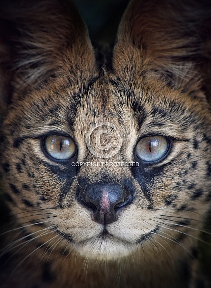 Serval Closeup Serval Closeup