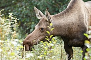 The moose or elk (Alces alces)