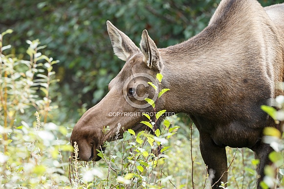 The moose or elk (Alces alces)