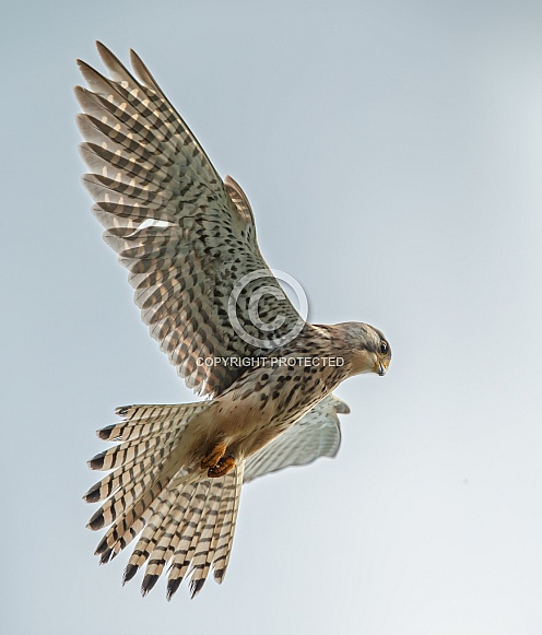 The common Kestrel