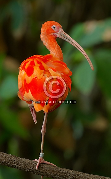Scarlet Ibis