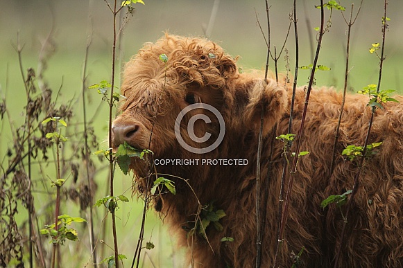 Young Highland Cow in the Amsterdam Forest Young Highland Cow in the Amsterdam Forest