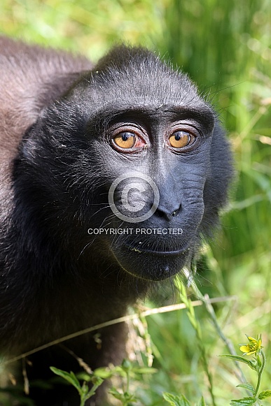 Crested Macaque (Macaca Nigra)