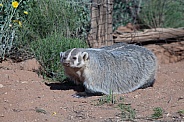 American badger Taxidea taxus