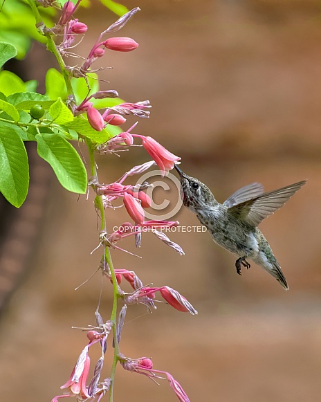 Hummingbird in Flight