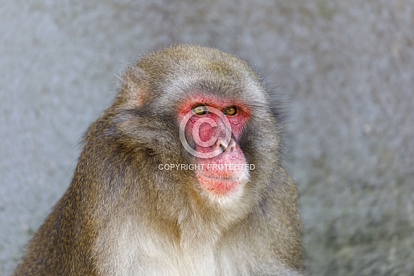 Japanese macaque (Macaca fuscata) Japanese macaque (Macaca fuscata)