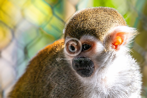 Squirrel Monkey