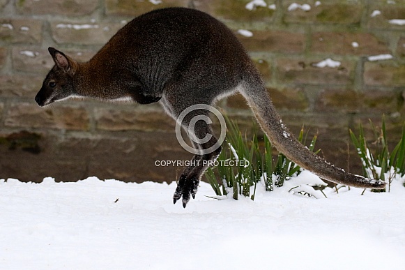 Wallaby