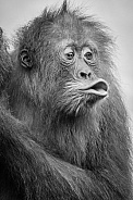 Sumatran Orangutan