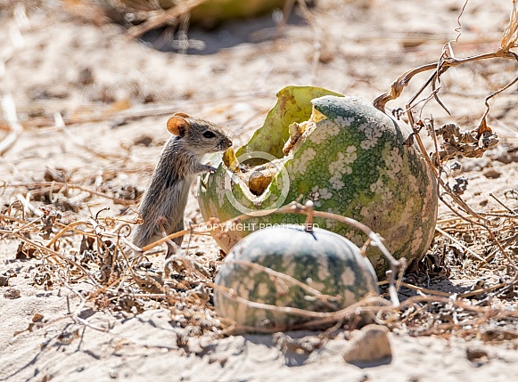 Striped Mouse Striped Mouse